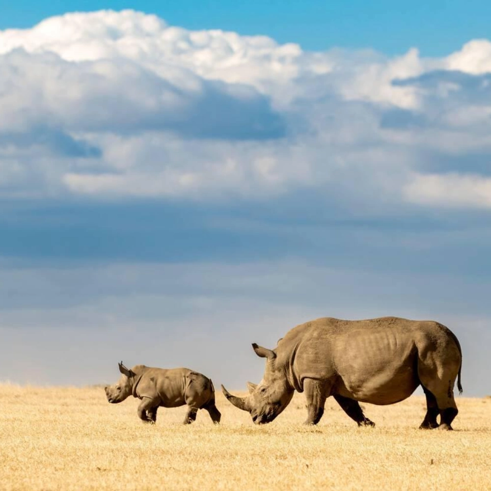 7 Days Best Of Kenya Attractions