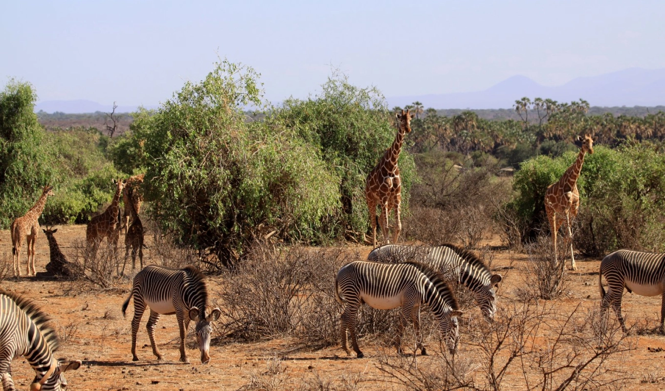 7 Days Best Of Kenya Wildlife