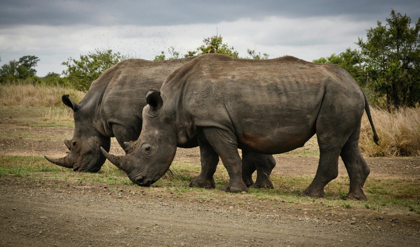 7 Days Best Of Kenya Ol Pejeta Conservancy
