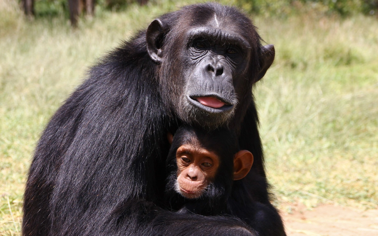7 Days Best Of Kenya Chimp Sanctuary