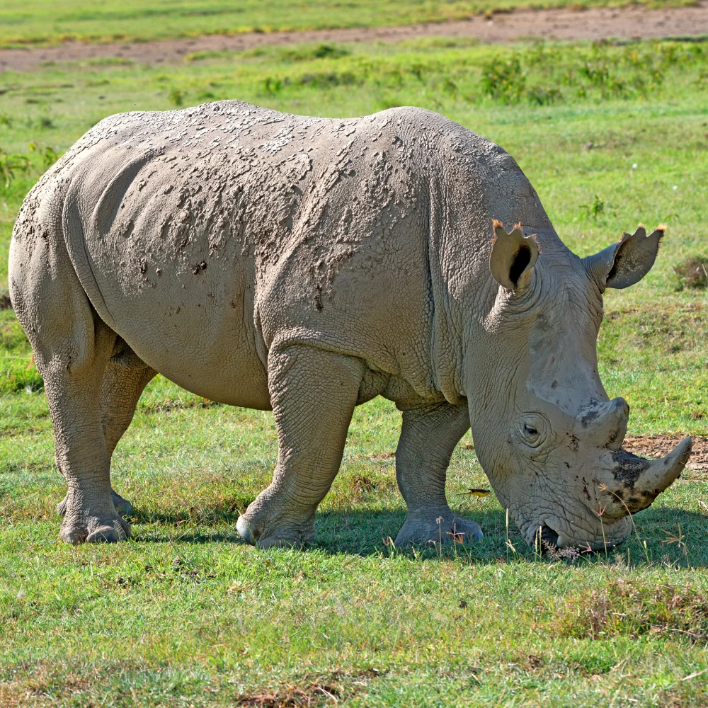 7 Days Best Of Laikipia & Maasai Mara Safari   Attractions