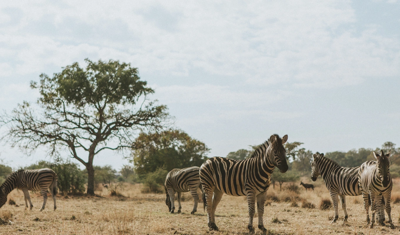 7 Days Best Of Laikipia & Maasai Mara Safari Wlidlife 