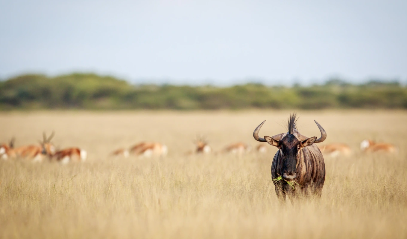7 Days Best Of Laikipia & Maasai Mara Safari Wildlife 