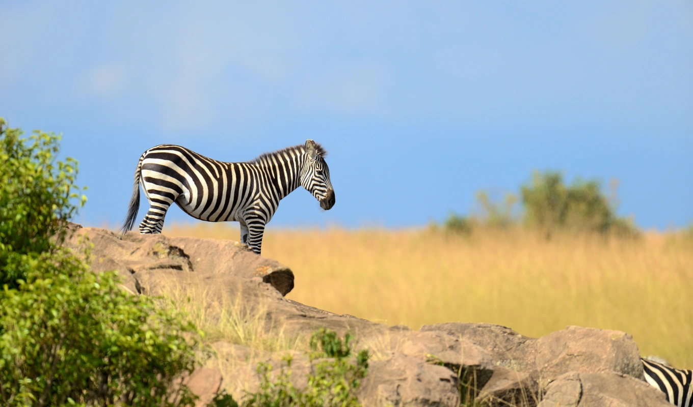 7 Days Best Of Laikipia & Maasai Mara Safari Wildlife 