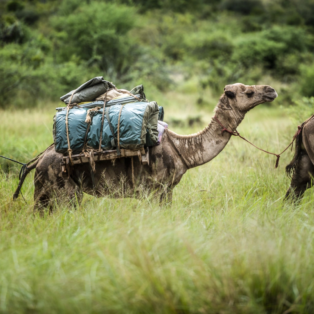 7 Days Best Of Laikipia & Maasai Mara Safari   Attractions