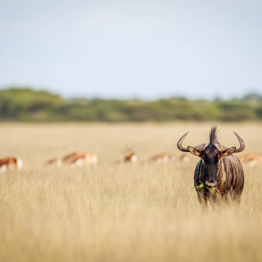 7 Days Best Of Laikipia & Maasai Mara Safari   Attractions