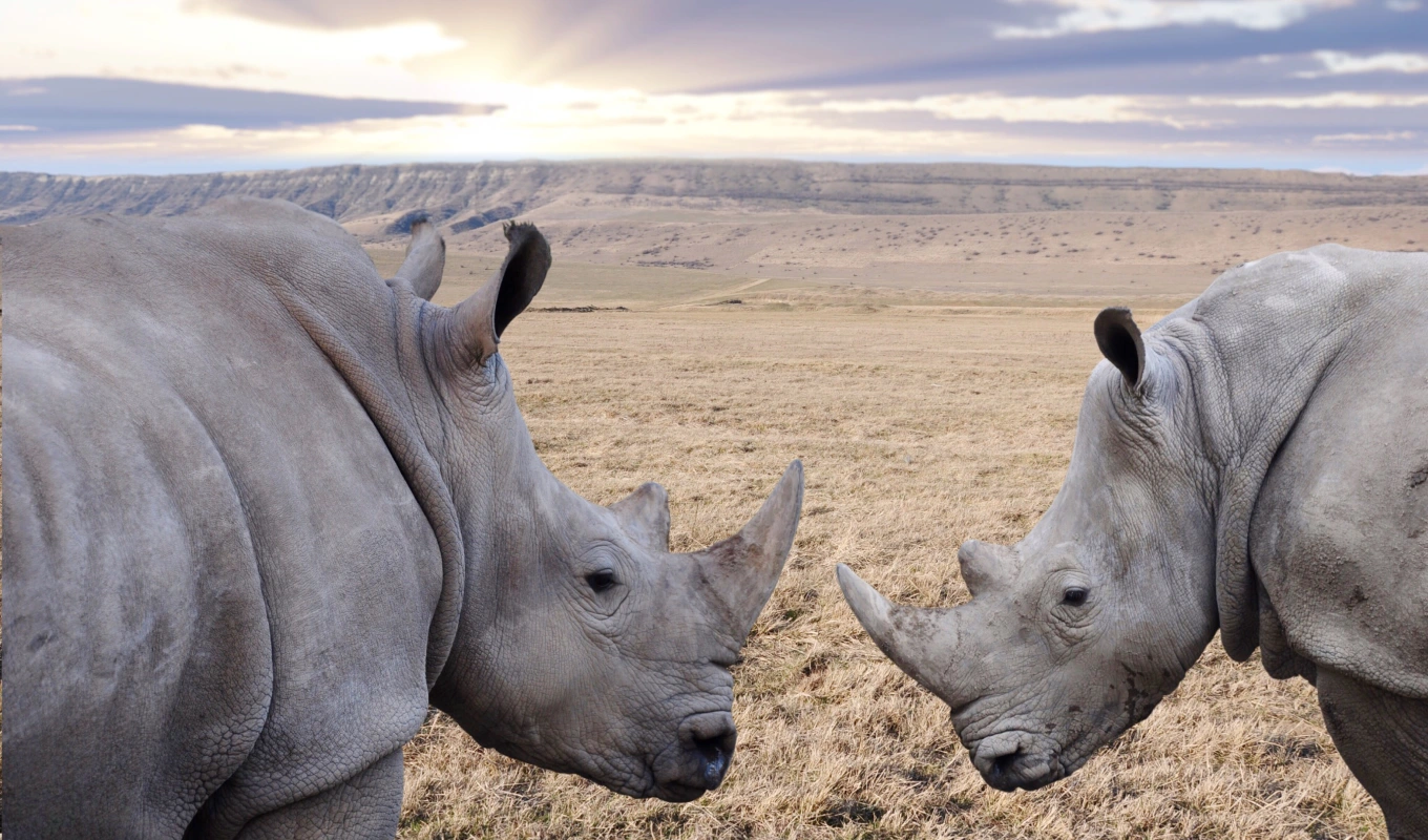 7 Days Best Of Laikipia & Maasai Mara Safari Wildlife 