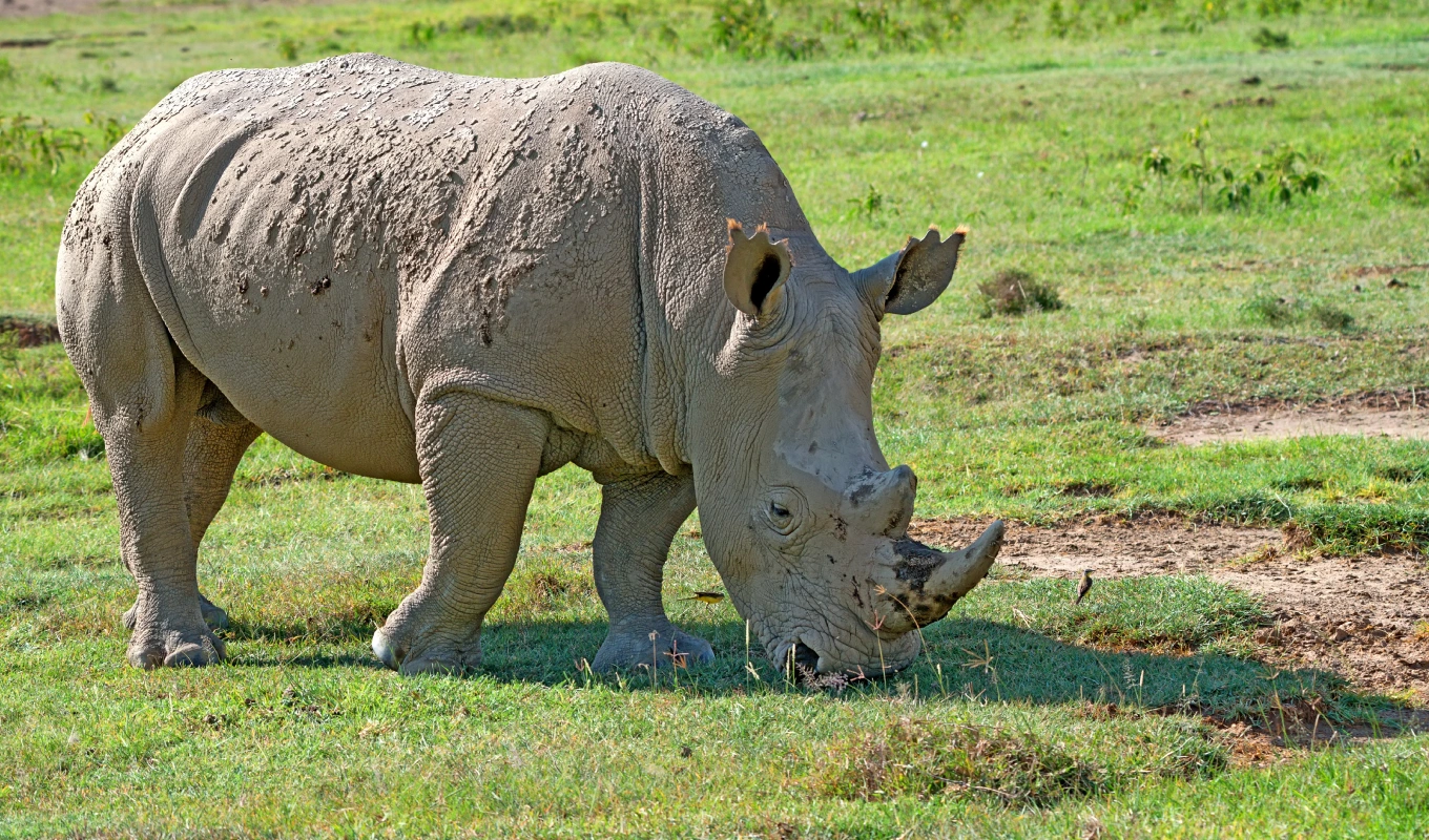 7 Days Best Of Laikipia & Maasai Mara Safari Wildlife 