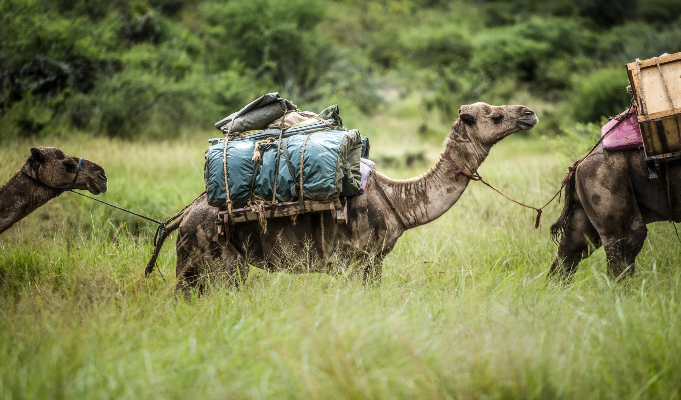 7 Days Best Of Laikipia & Maasai Mara Safari Wildlife 