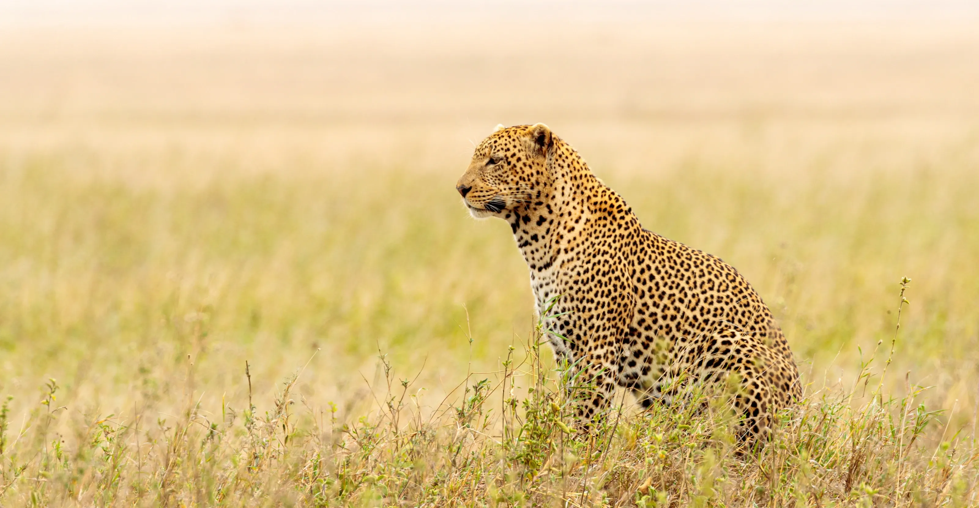 7 Days Best Of Laikipia & Maasai Mara Safari  