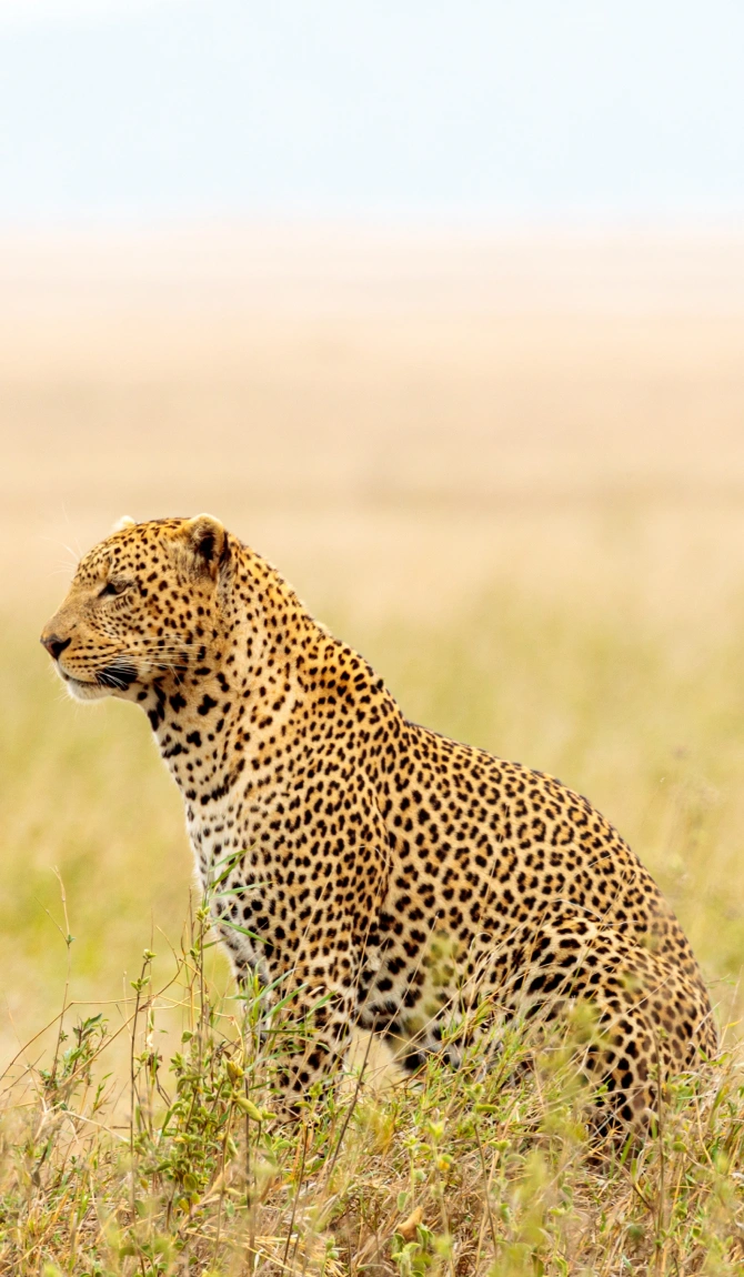 Laikipia & Maasai Mara Safari