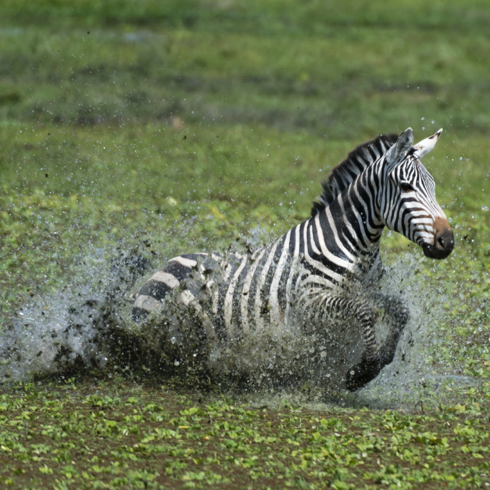 7 Days Kenya's Premier Fly-In Safari: Nairobi, Sweetwaters & Maasai Mara Luxury Escape   Attractions