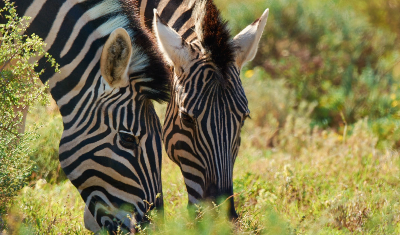 7 Days Kenya's Premier Fly-In Safari: Nairobi, Sweetwaters & Maasai Mara Luxury Escape  