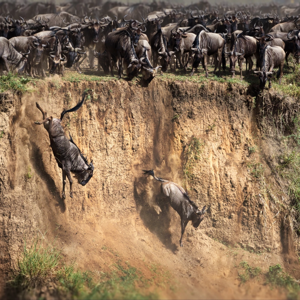 7 Days Kenya's Premier Fly-In Safari: Nairobi, Sweetwaters & Maasai Mara Luxury Escape   Attractions