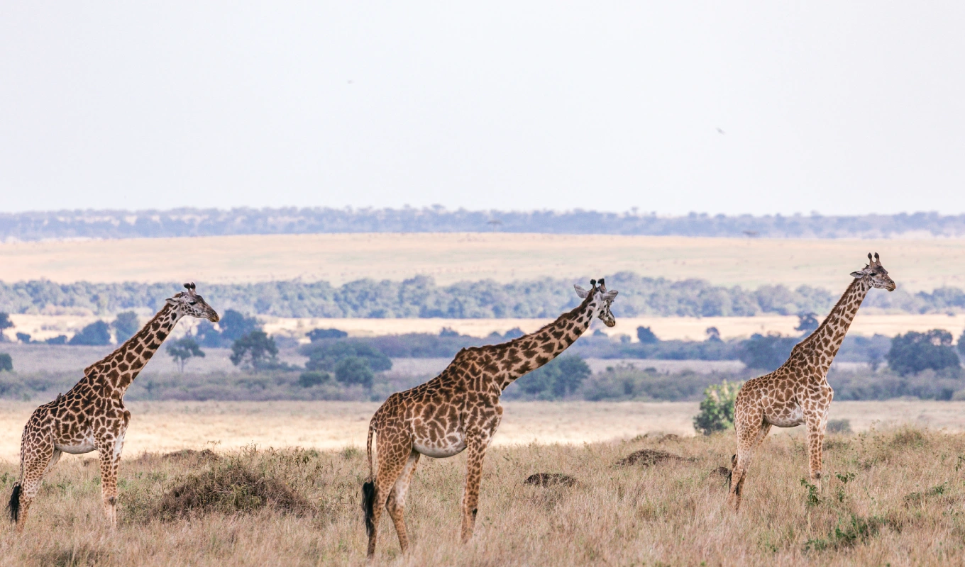 7 Days Kenya's Premier Fly-In Safari: Nairobi, Sweetwaters & Maasai Mara Luxury Escape  