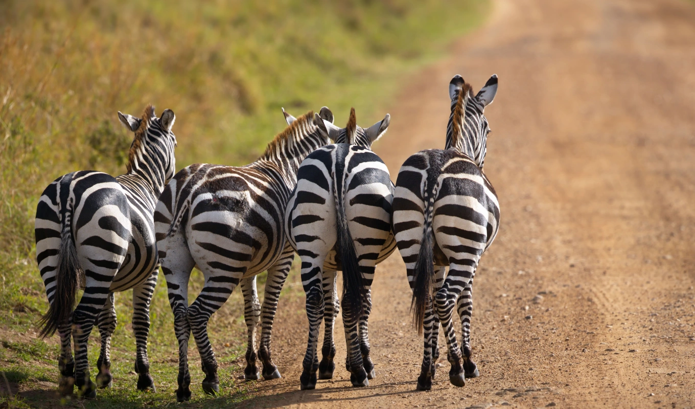 Sweetwaters Conservancy Activities