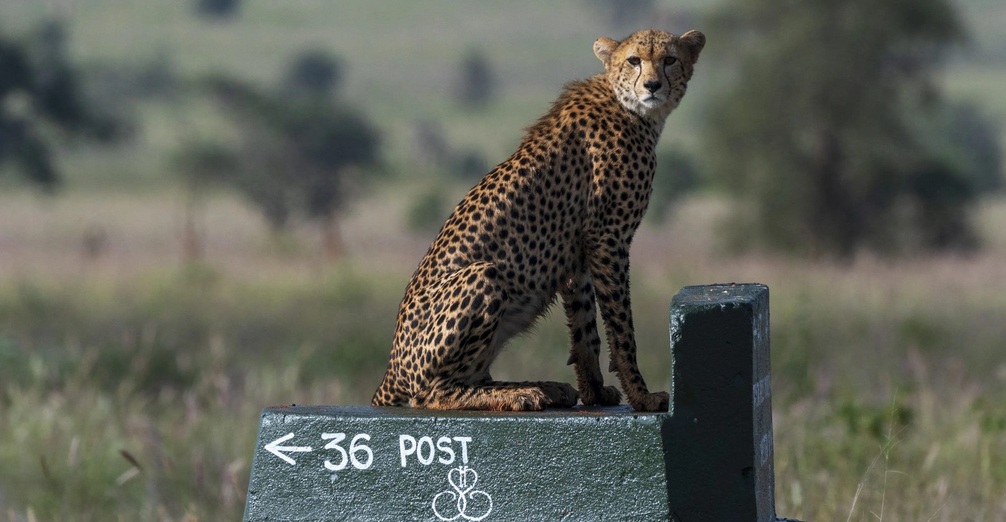 7 Days Kenya's Premier Fly-In Safari: Nairobi, Sweetwaters & Maasai Mara Luxury Escape  