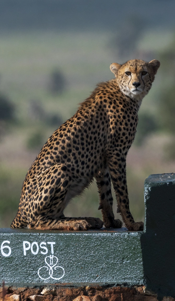 Kenya's Premier Fly-In Safari