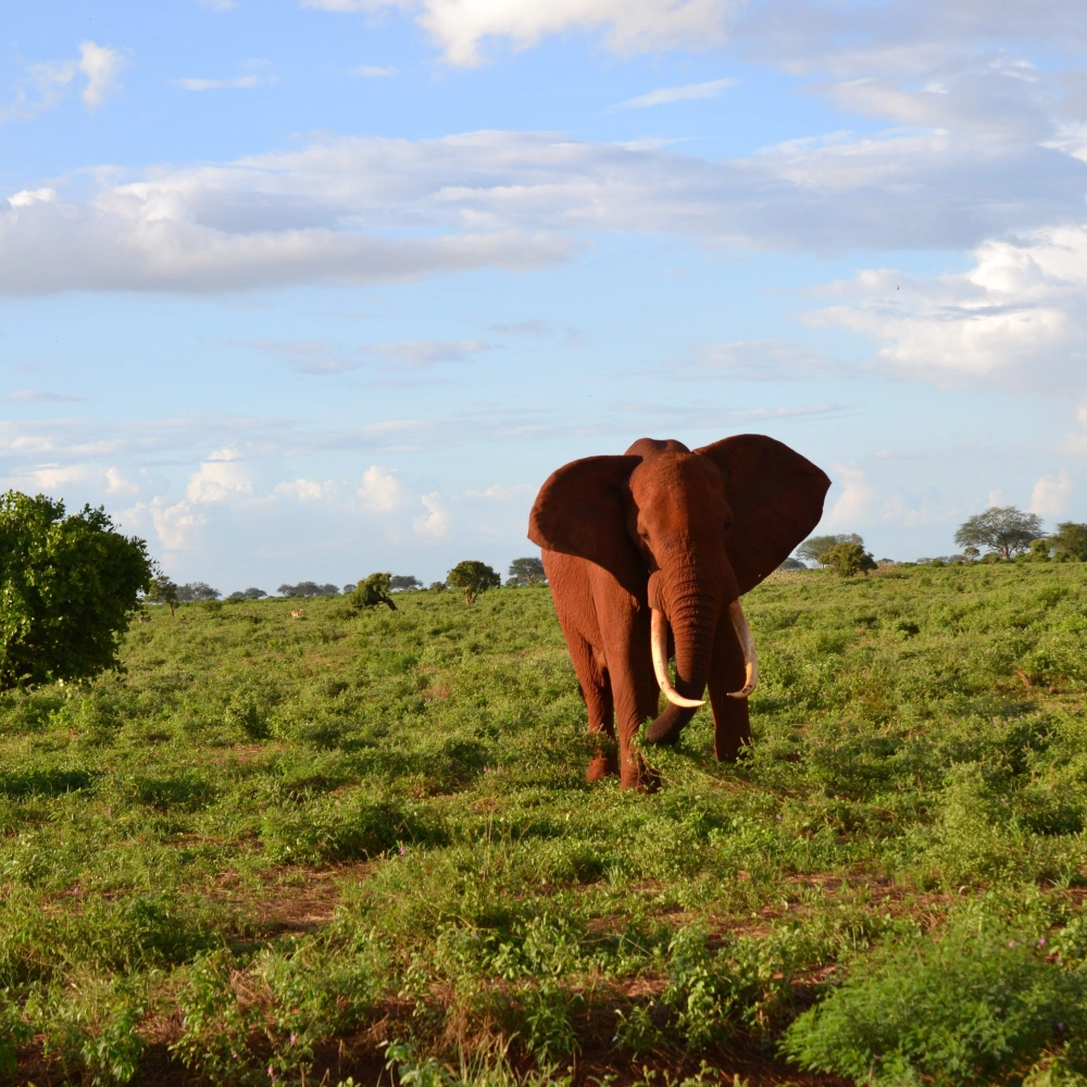 7 Days Kenya Safari From Mombasa Attractions