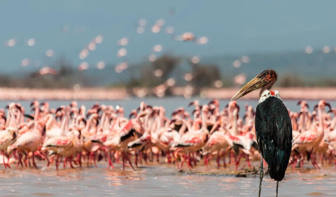 7 Days Kenya Safari From Mombasa Lake Naivasha