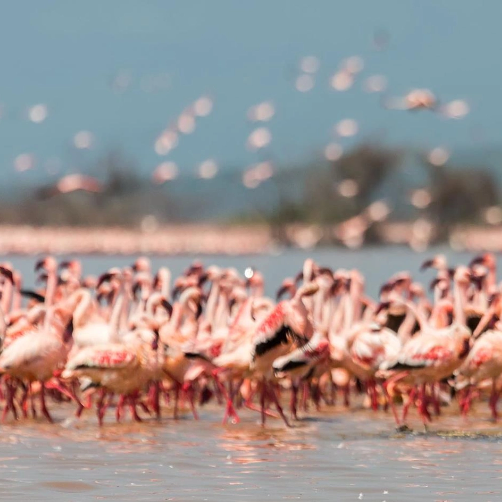 7 Days Kenya Safari From Mombasa Attractions