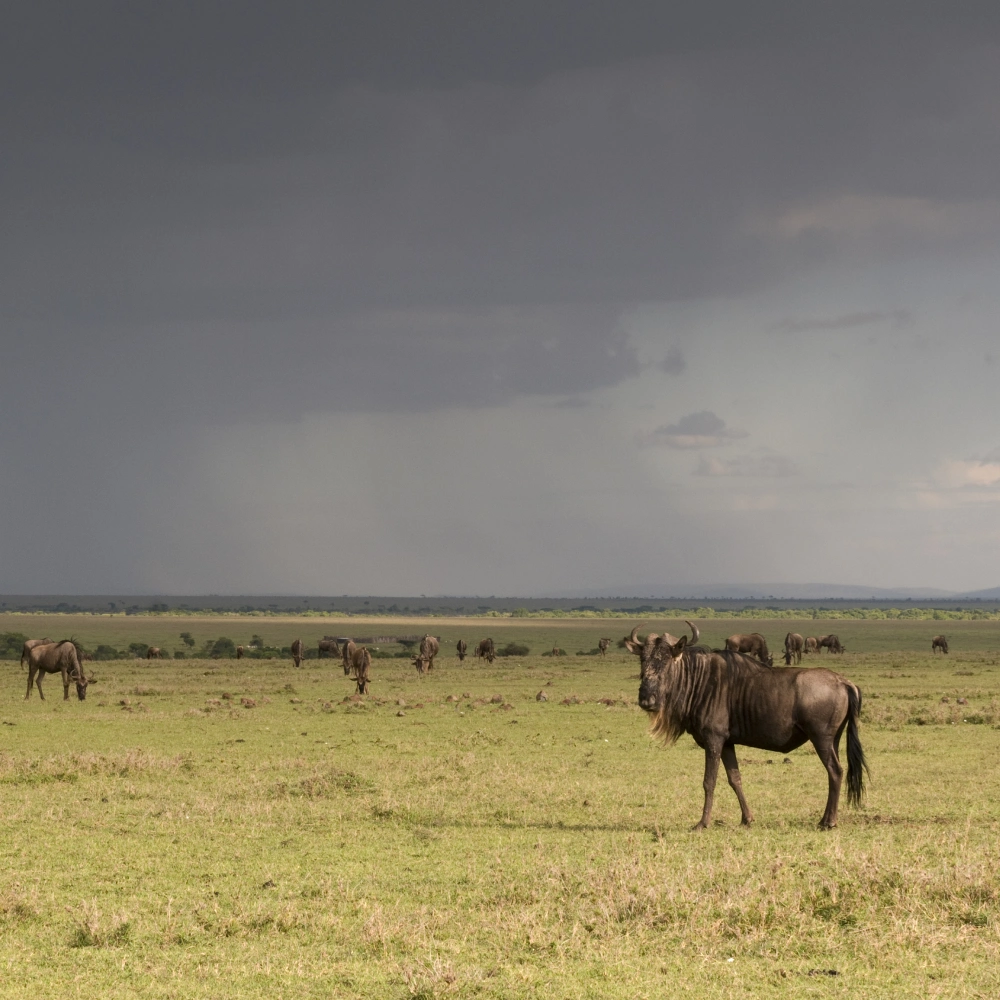 7 Days Kenya Safari From Mombasa Attractions