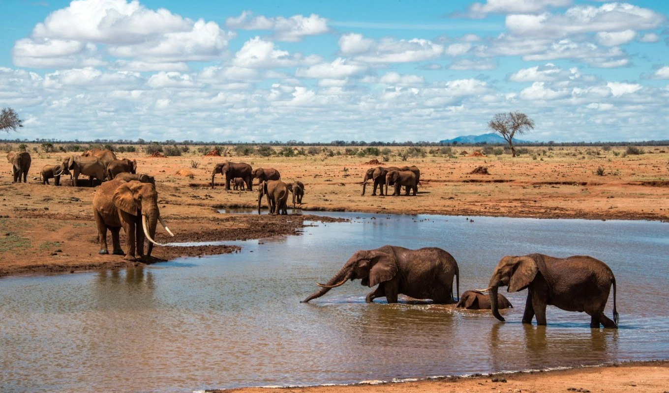 7 Days Kenya Safari From Mombasa Wildlife