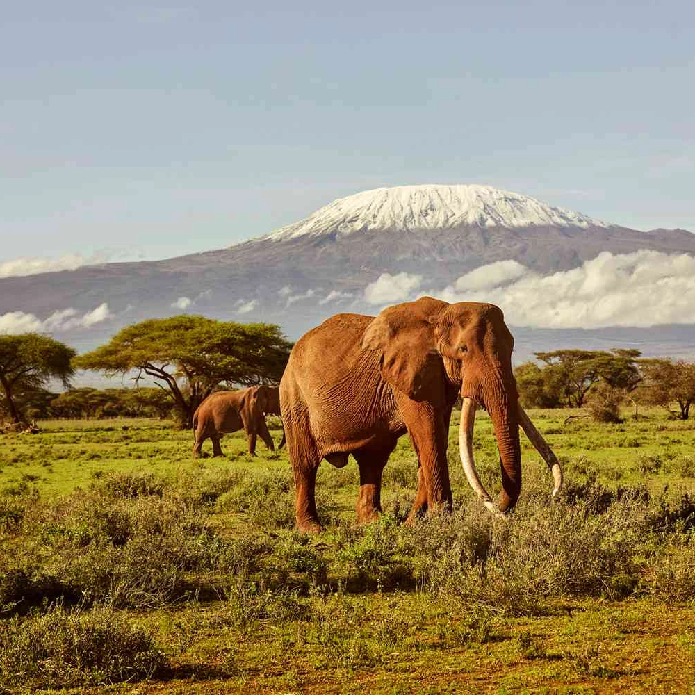 7 Days Kenyan Safari And Beach Attractions