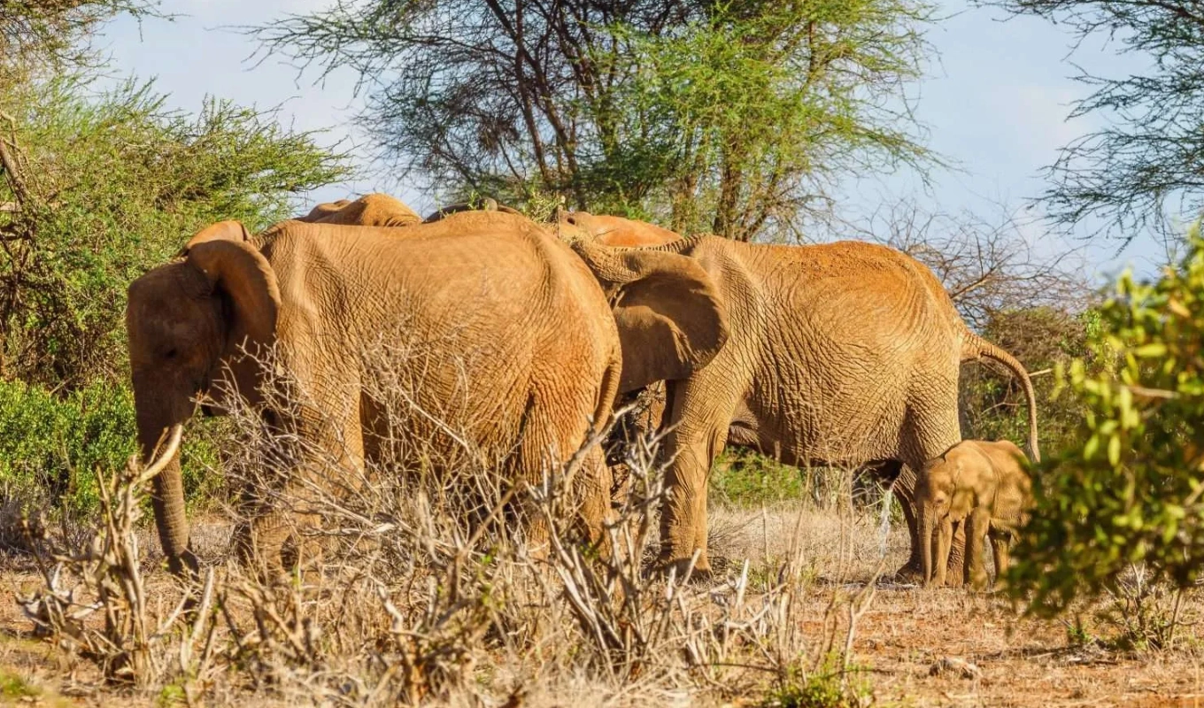 7 Days Kenyan Safari And Beach Tsavo East