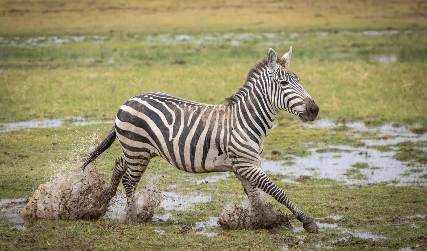 7 Days Kenyan Safari And Beach Wildlife