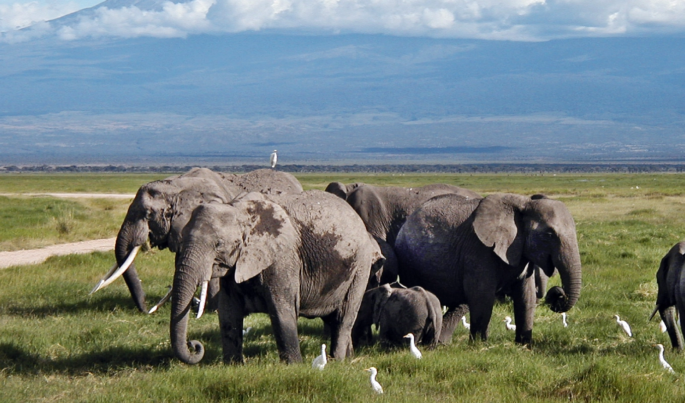 7 Days Kenyan Safari And Beach Gateway Wildlife