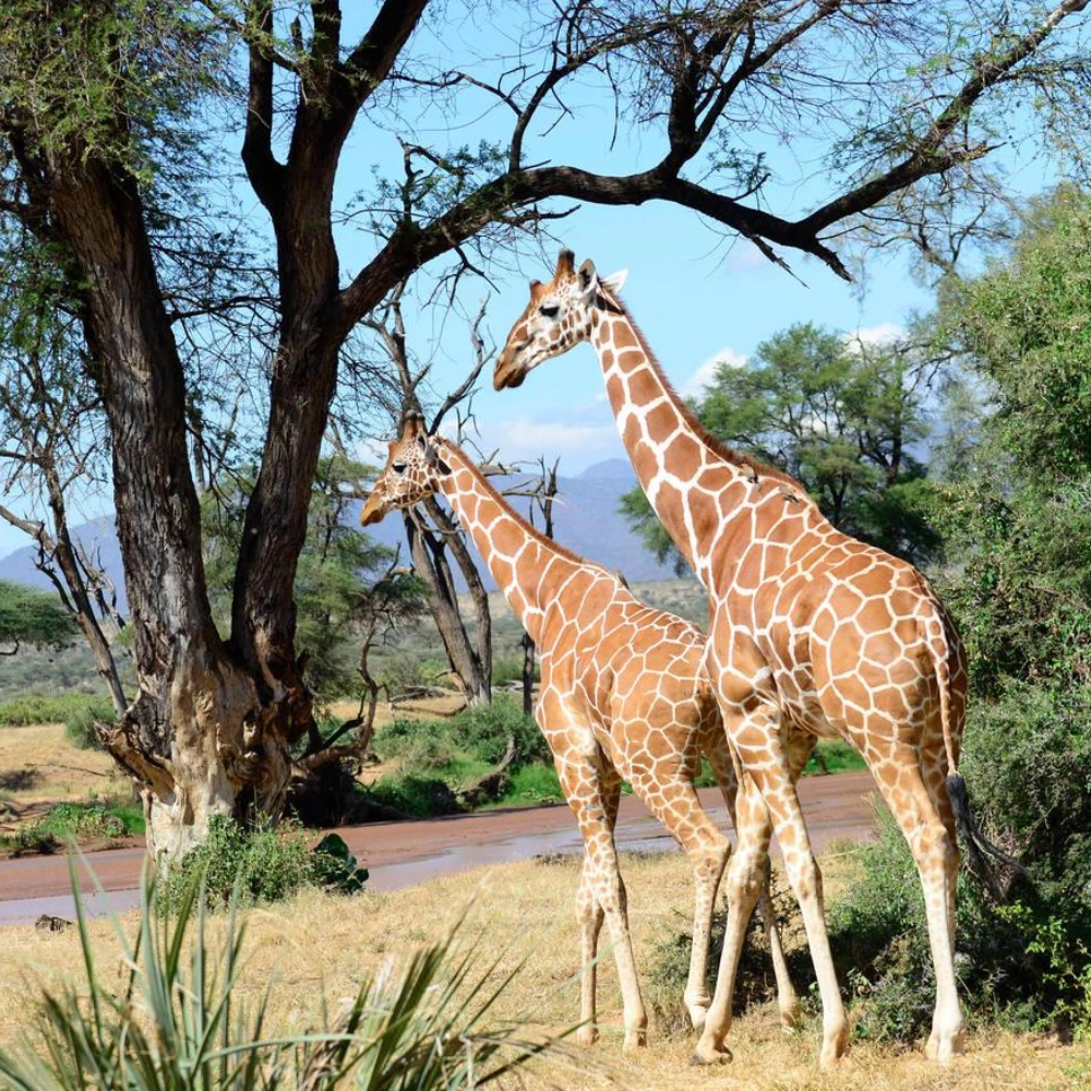 7 Days Kenya’s Wilderess Odyssey Attractions