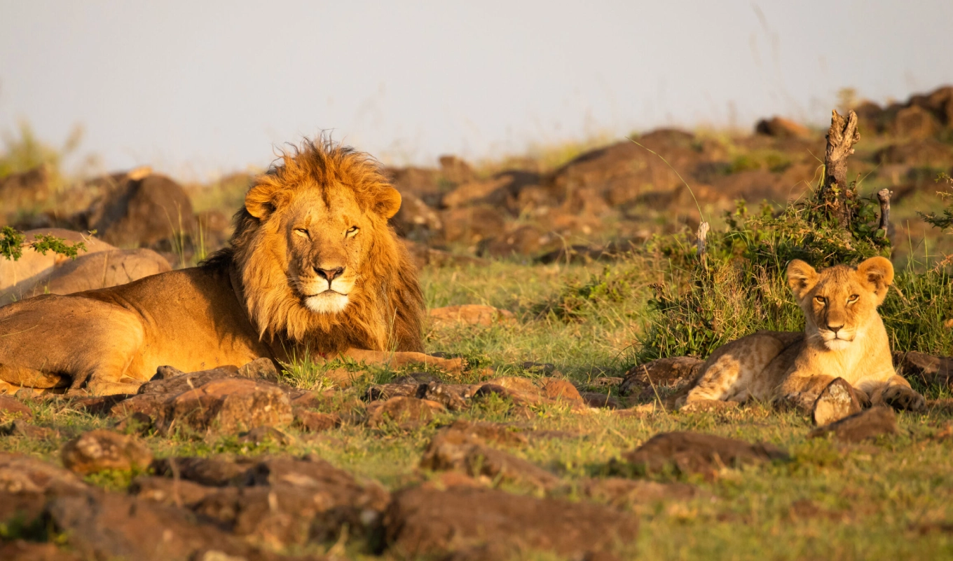 7 Days Kenya’s Wilderess Odyssey Masai Mara