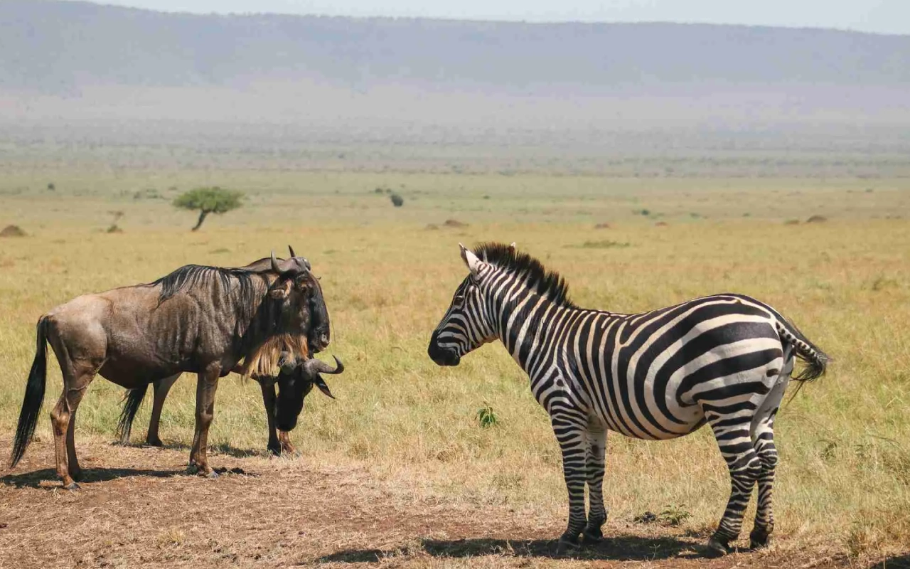7 Days Kenya’s Wilderess Odyssey Wildlife