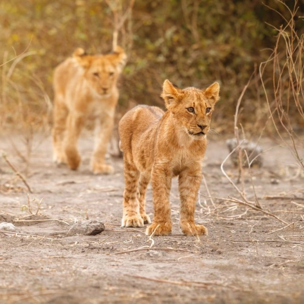 7 Days Kenya’s Wilderess Odyssey Attractions