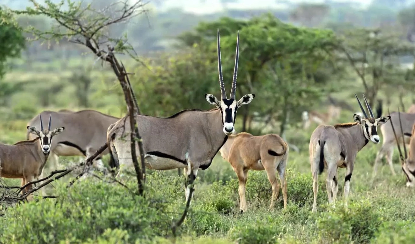 7 Days Kenya’s Wilderess Odyssey Samburu