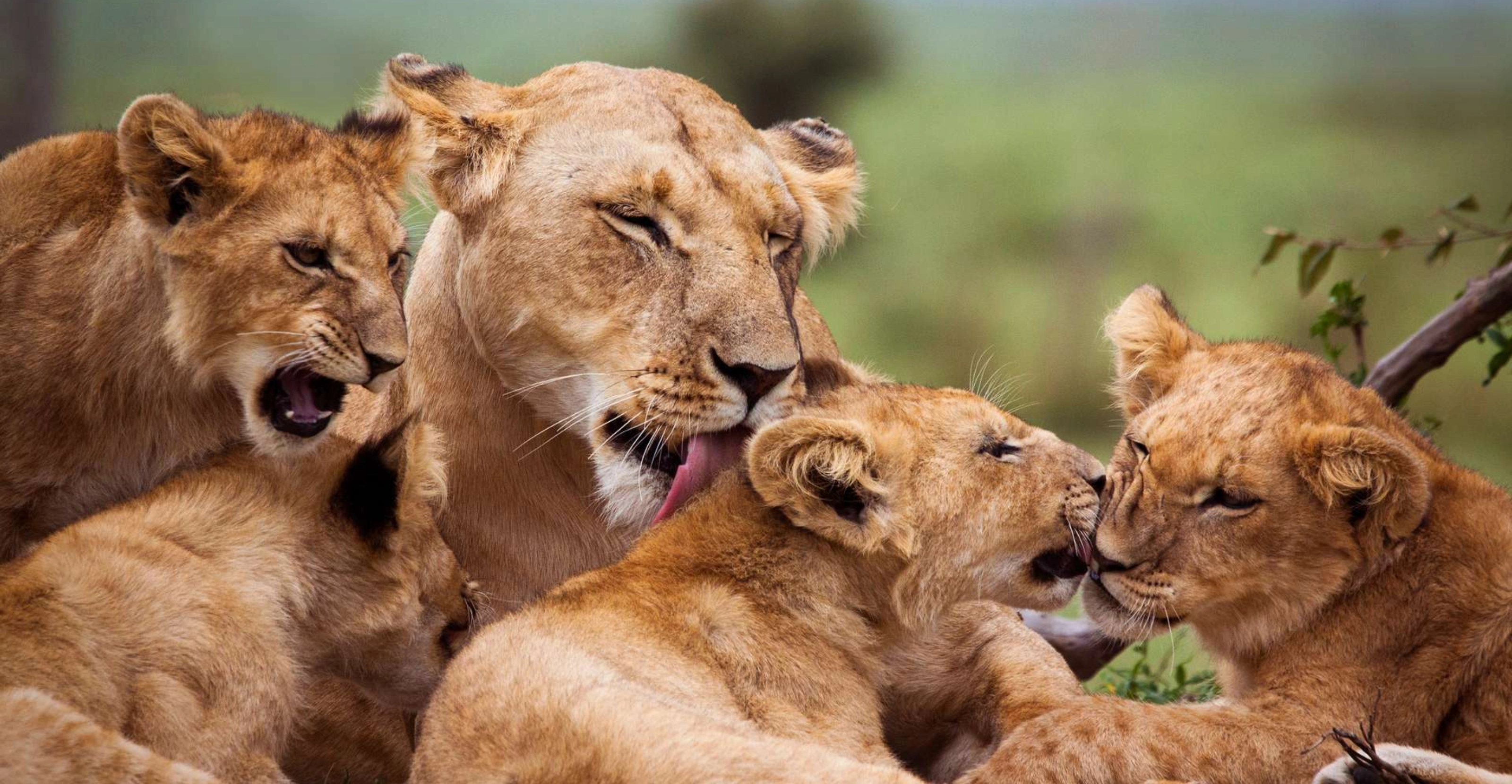 7 Days Kenya’s Wilderess Odyssey