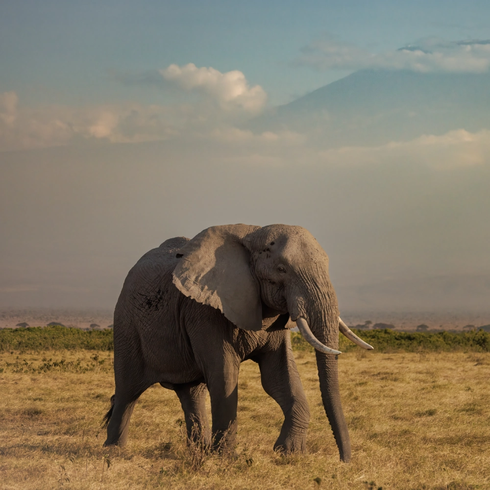 7 Days Kibo Safari Attractions