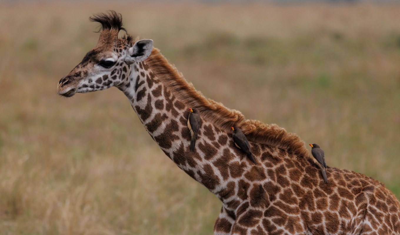 7 Days Kibo Safari Wildlife