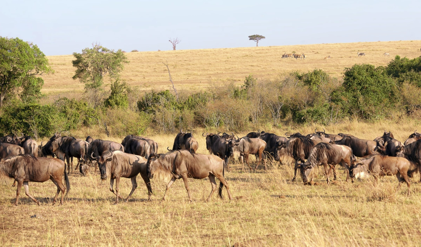 7 Days Kibo Safari Wildlife