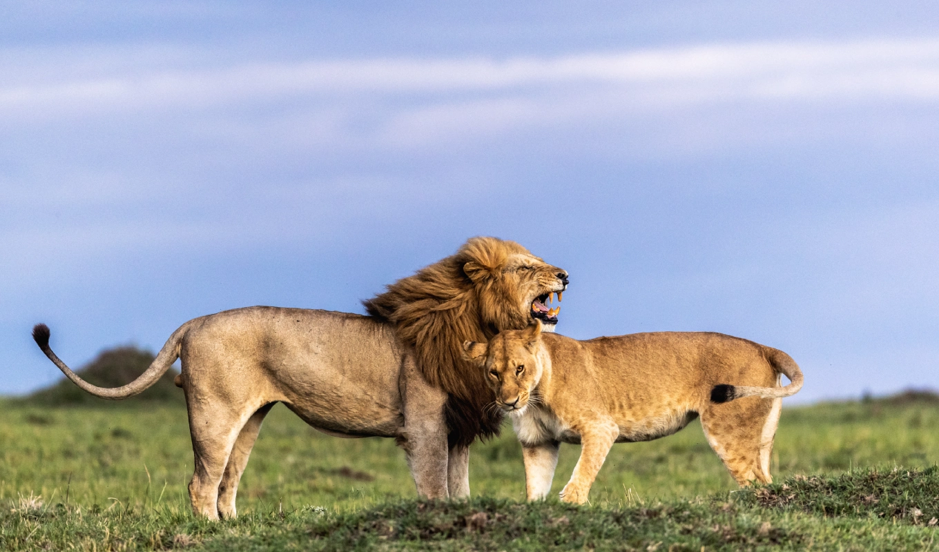 7 Days Kibo Safari Wildlife