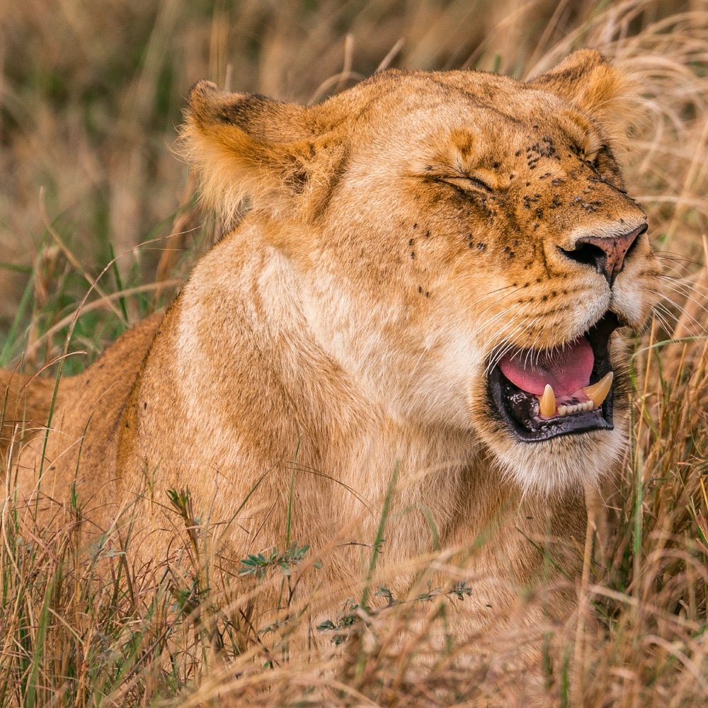 7 Days Kibo Safari Attractions