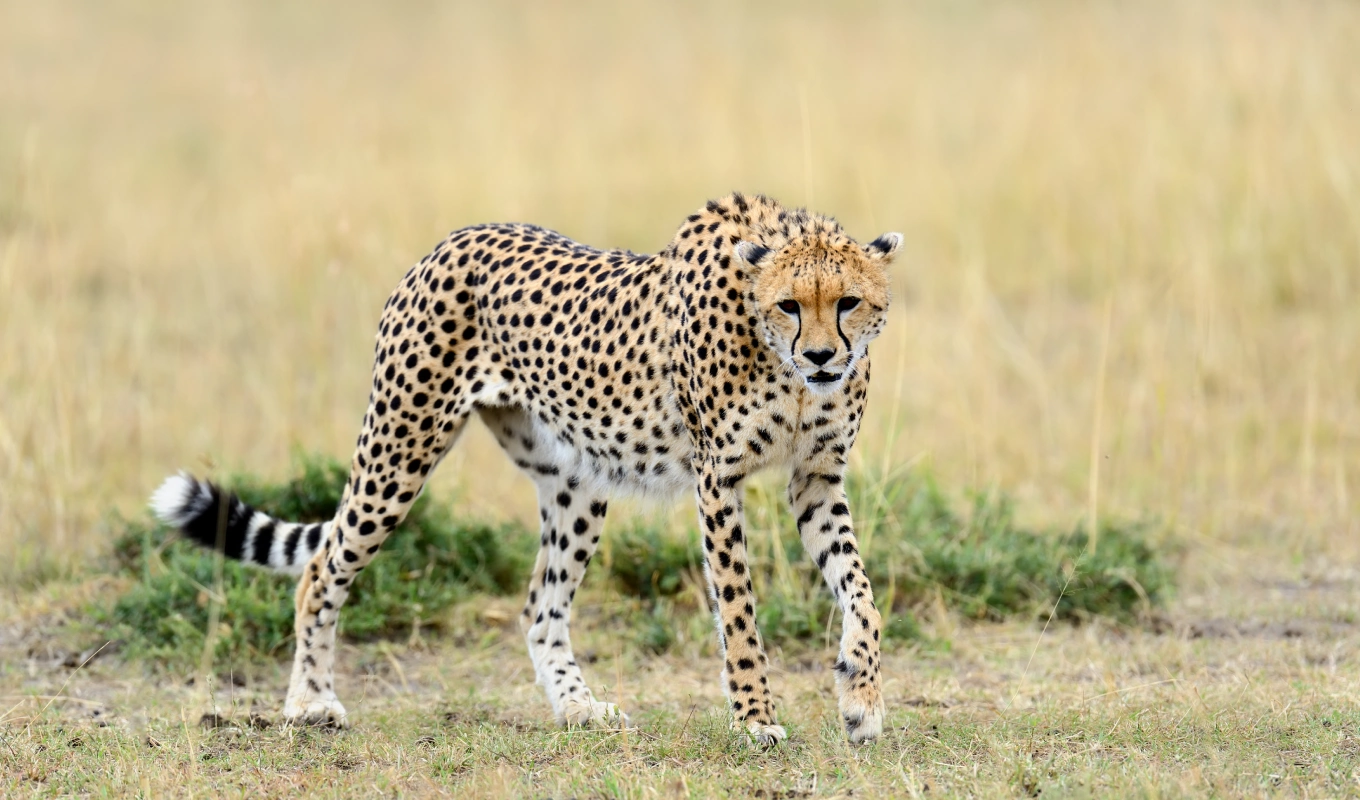 7 Days Kibo Safari Wildlife