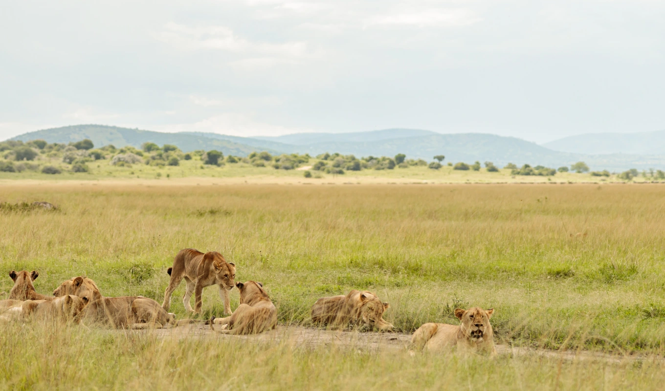 Maasai Mara Game Reserve