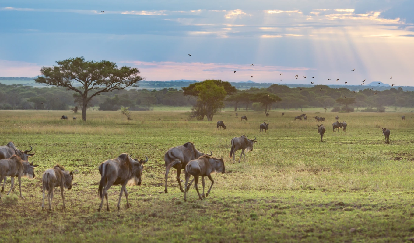 Maasai Mara