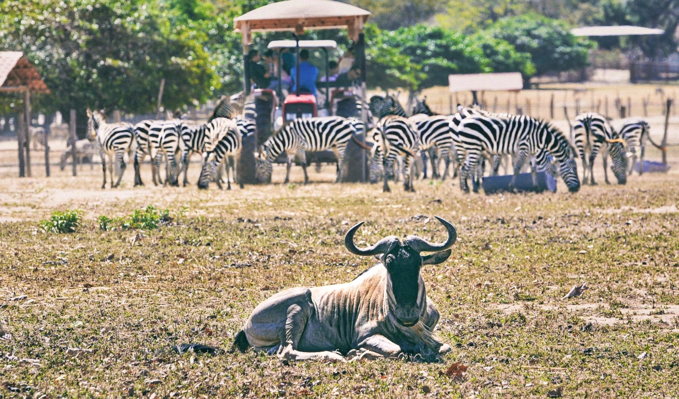 7 Days Northern Kenya Circuit: Samburu, Ol Pejeta, Naivasha & Maasai Mara Wildlife