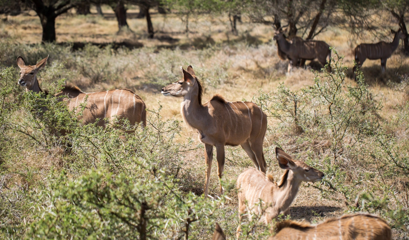 Ol Pejeta Conservancy