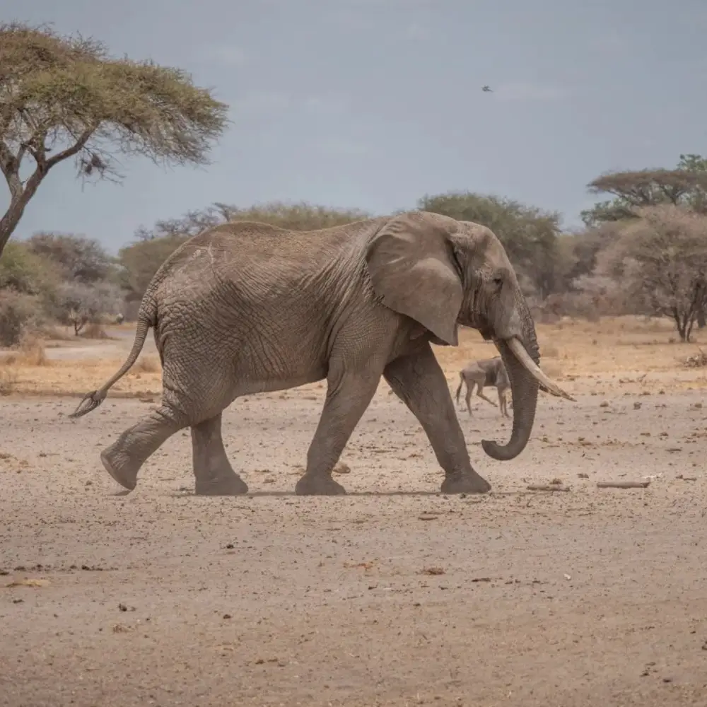 7 Days Northern Tanzania Safari & Cultural Encounter Game Drive