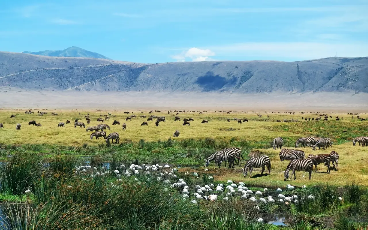 7 Days Northern Tanzania Safari & Cultural Encounter Game Drive