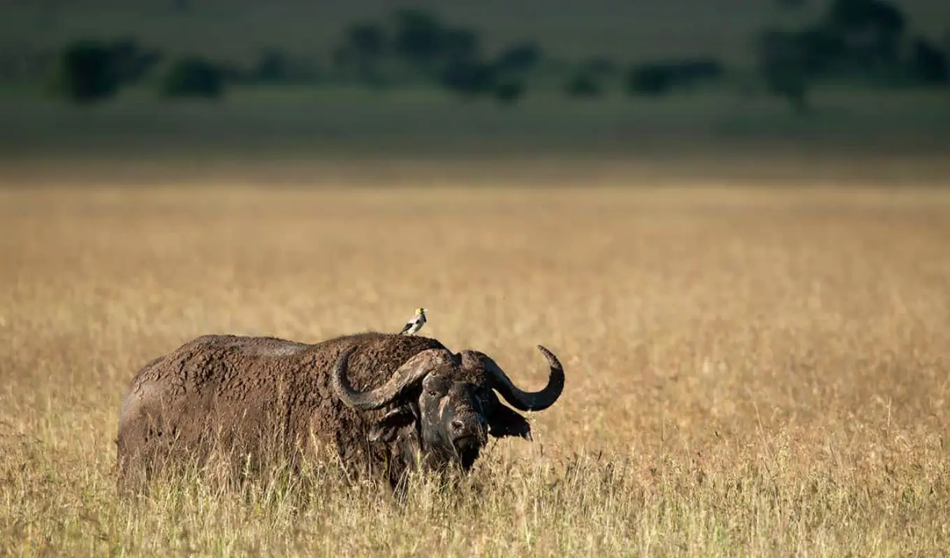 7 Days Northern Tanzania Safari & Cultural Encounter Game Drive